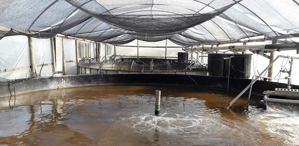 Tanks for the culture of shrimp using biofloc technology at the Marine Shrimp Laboratory of the Federal University of Santa Catarina (UFSC), Florianópolis, Brazil. Photo by Mateus Aranha Martins