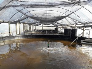 Tanks for the culture of shrimp using biofloc technology at the Marine Shrimp Laboratory of the Federal University of Santa Catarina (UFSC), Florianópolis, Brazil. Photo by Mateus Aranha Martins