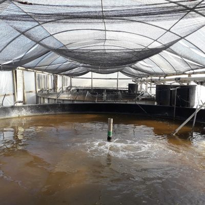 Tanks for the culture of shrimp using biofloc technology at the Marine Shrimp Laboratory of the Federal University of Santa Catarina (UFSC), Florianópolis, Brazil. Photo by Mateus Aranha Martins