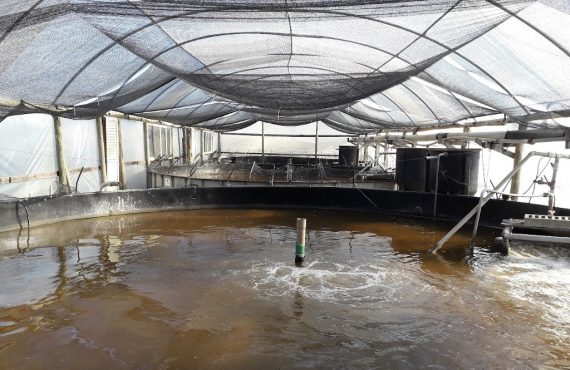 Tanks for the culture of shrimp using biofloc technology at the Marine Shrimp Laboratory of the Federal University of Santa Catarina (UFSC), Florianópolis, Brazil. Photo by Mateus Aranha Martins