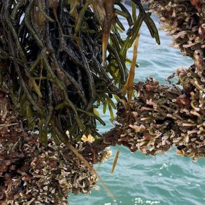 Fouling on mussels in Denmark. Photo by Kristina Svedberg, of Bohus Havsbruk.