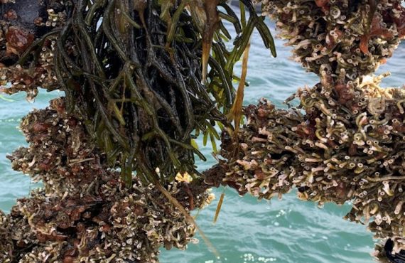 Fouling on mussels in Denmark. Photo by Kristina Svedberg, of Bohus Havsbruk.