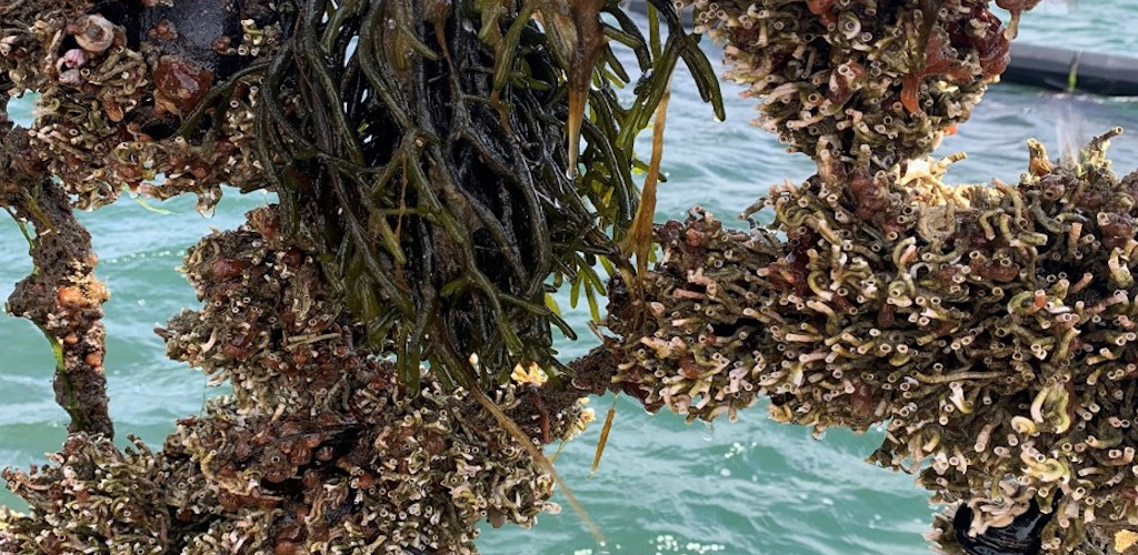 Fouling on mussels in Denmark. Photo by Kristina Svedberg, of Bohus Havsbruk.
