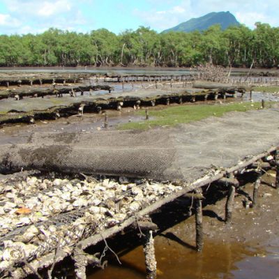 Mangrove oysters production in Cananeia, Sao Paulo, Brazil.