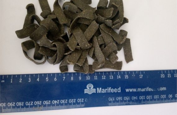 Abalone pellets with IMTA seaweed.