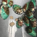 H. tuberculata sp. produced in Land Based IMTA systems using different feeding sources.