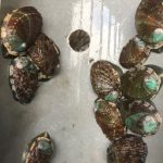 Haliotis tuberculata species produced in Land Based IMTA systems using different feeding sources (Univ. Las Palmas de Gran Canaria).