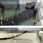 Integration of Holothuria sanctori to H. tuberculata sp. production in Land Based IMTA system, by Gercende Courtois (Univ. Las Palmas de Gran Canaria - Spain).