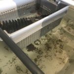 Integration of Holothuria sanctori to H. tuberculata sp. production in Land Based IMTA system, by Gercende Courtois (Univ. Las Palmas de Gran Canaria - Spain).