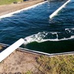 Ulva sp. production in Land Based IMTA in abalone farm (South Af. By Emmanuel Falade (Rhodes Univ.).