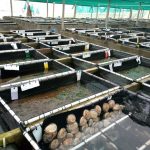 South African abalone farm.