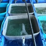 Abalone production in experimental tanks in Land Based IMTA system (Spain). By Gercende Courtois, Univ. Las Palmas de Gran Canaria.)