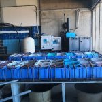 Abalone production in experimental tanks in Land Based IMTA system (Spain). By Gercende courtois, Univ. Las Palmas de Gran Canaria.)