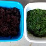 Ulva sp. and Gracilaria cornea produced in Land Based IMTA system (Spain).