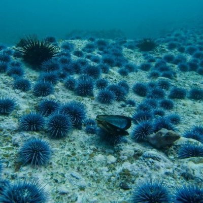 Urchin barren in California, USA, by Urchinomics.