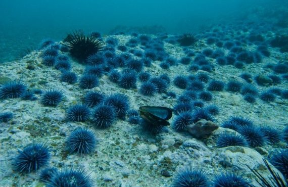 Urchin barren in California, USA, by Urchinomics.
