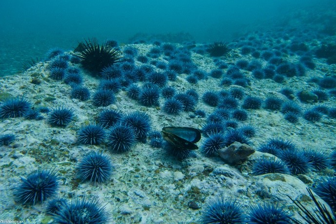 Urchin barren in California, USA, by Urchinomics.
