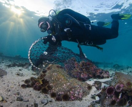 Latest results from the urchin ranch in Stavanger, Norway. By Urchinomics.