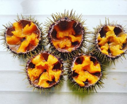 Latest results from the urchin ranch in Stavanger, Norway. By Urchinomics.