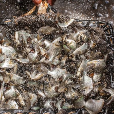 Tamabaqui fingerlings, by Jefferson Christoffoletti, EMBRAPA.