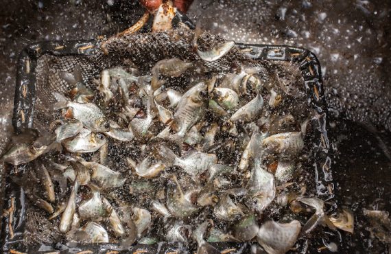 Tamabaqui fingerlings, by Jefferson Christoffoletti, EMBRAPA.