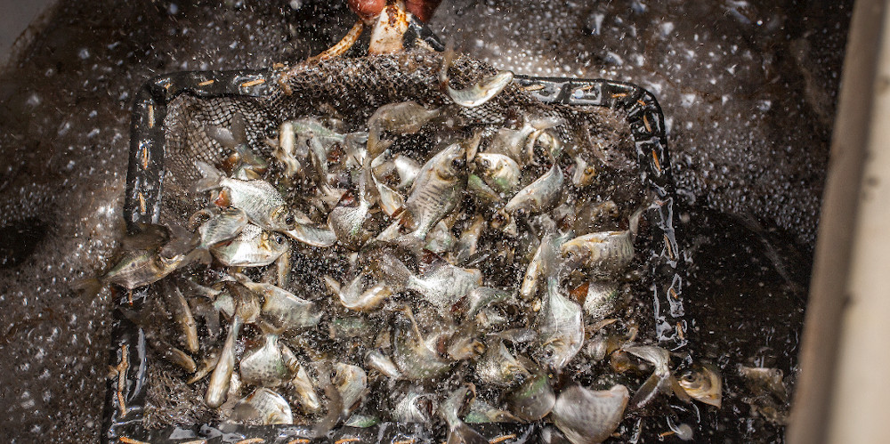 Tamabaqui fingerlings, by Jefferson Christoffoletti, EMBRAPA.