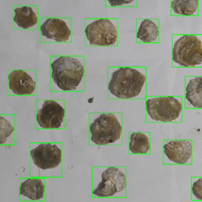 Image analysis applied to oyester by Swedish center IVL. Photo by Asa Strand.