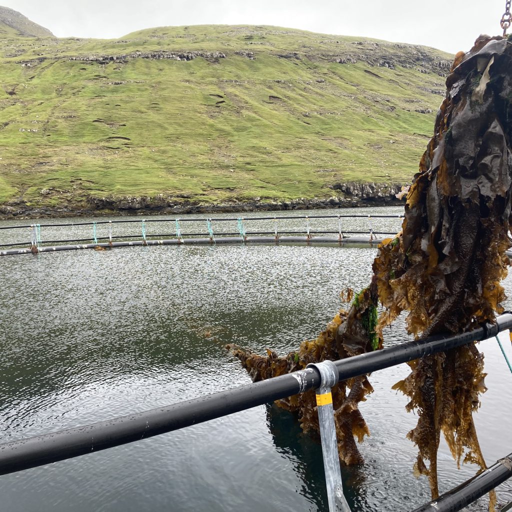 Sugar kelp algae, aquaculture