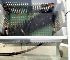 Integrated production of sea cucumbers and abalone in Land-Based IMTA system