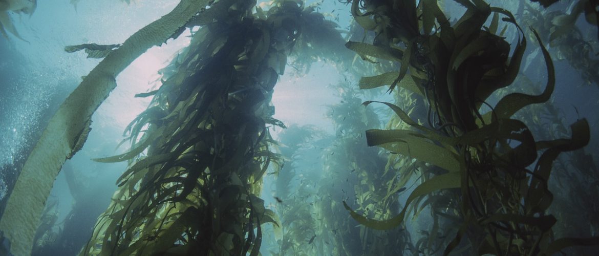 kelp forest