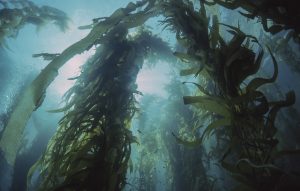 kelp forest