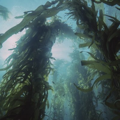kelp forest
