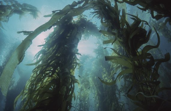 kelp forest