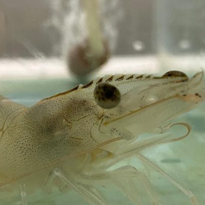 salinity and acidification in shrimp