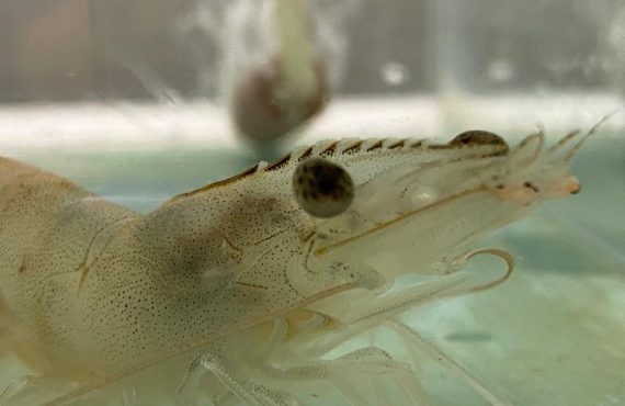 salinity and acidification in shrimp