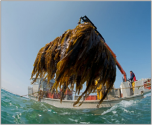 algae sea-based imta