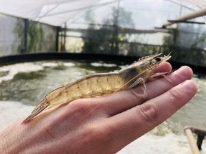 shrimp biofloc imta