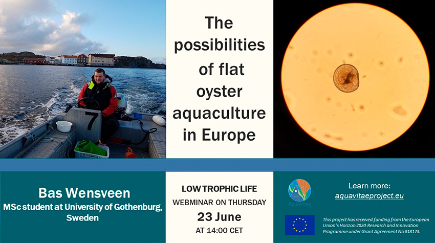 Low Trophic Life Webinar: “The possibilities of flat oyster aquaculture in Europe”