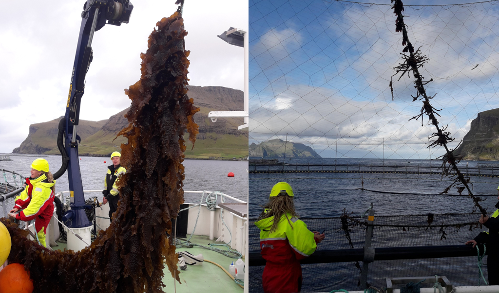 Sugar Kelp and Yield Faroe Islands