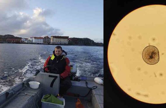 Bas Wensveen fieldworking and an oyster larvae