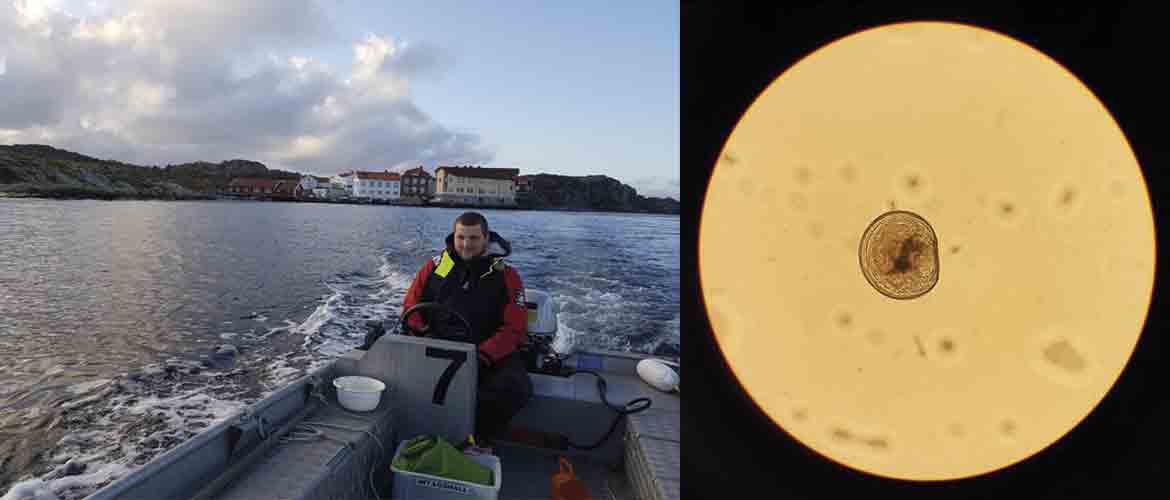 Bas Wensveen fieldworking and an oyster larvae