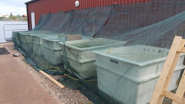 Bas Wensveen´s experiment