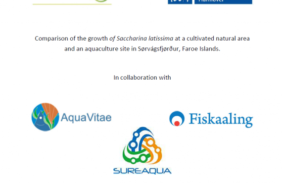 comparison of the growth of Saccharina latissima at a cultivated natural area and an aquaculture site