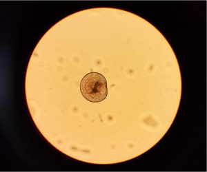 oyster larvae