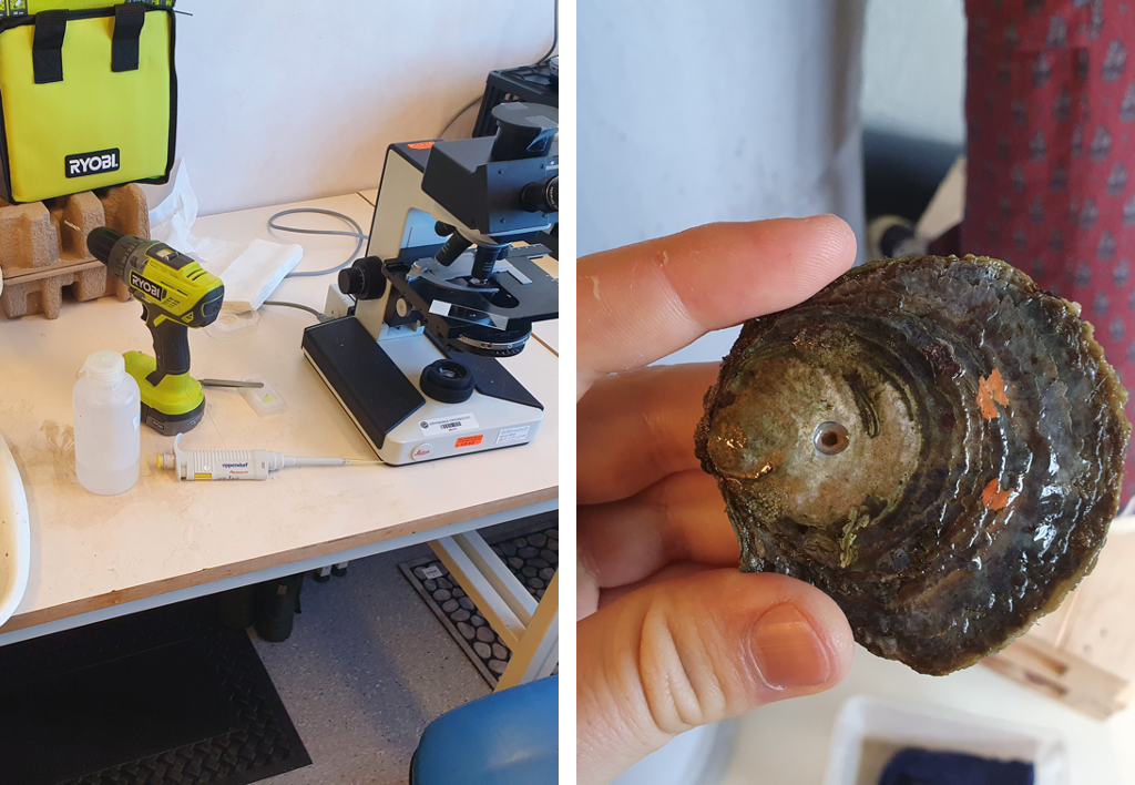 in the laboratory with the oysters