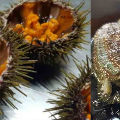 Abalone and sea urchin, the favourite products at the masterclass