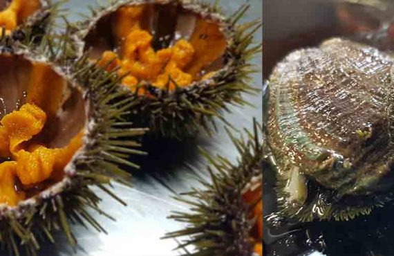 Abalone and sea urchin, the favourite products at the masterclass