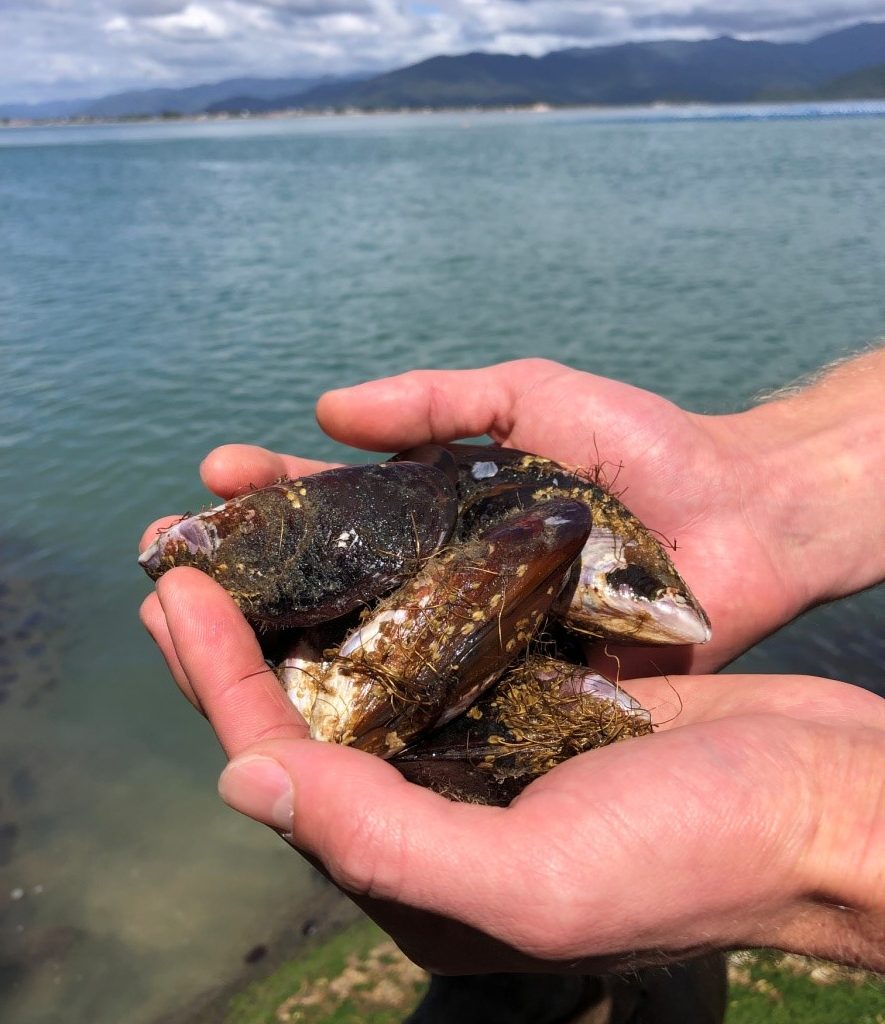 Mussels caught by Stef Claessens