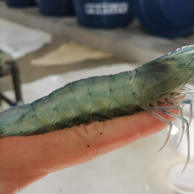 whiteleg shrimp