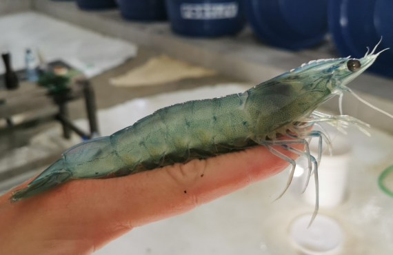 whiteleg shrimp